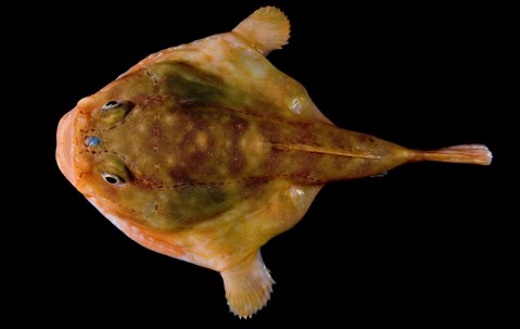 开云赛事集团-ぁたし天使の堪忍袋翻译