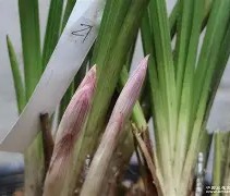 开云-b站bv1kj411q77x置顶答案