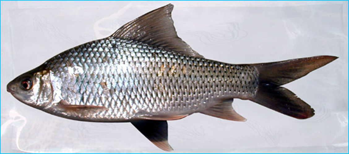 ぁたし天使の堪忍袋翻译