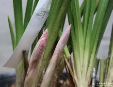 b站bv1kj411q77x置顶答案