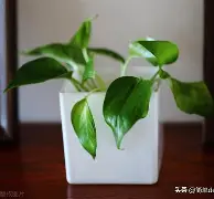 b站bv1kj411q77x置顶答案